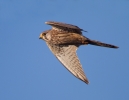 Kestrel_69980.jpg