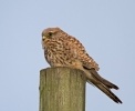 Kestrel_7039.jpg