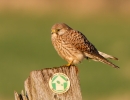 Kestrel_70768a.jpg