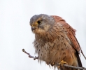 Kestrel_72936.jpg