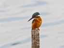 Kingfisher_1395.jpg