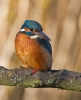 Kingfisher_68328.jpg