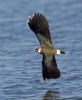 Lapwing_5D_09678.jpg