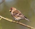 Lesser-Redpoll_5D_02223.jpg