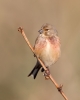 Linnet-Male_27211.jpg