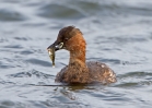 Little-Grebe_21466.jpg