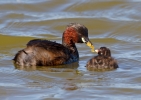 Little-Grebe_48803.jpg