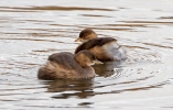 Little-Grebes_13306.jpg