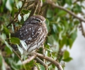 Little-Owl_03094.jpg