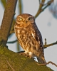 Little-Owl_13933.jpg