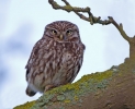 Little-Owl_30869a.jpg