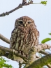 Little-Owl_47503.jpg