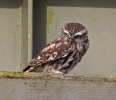 Little-Owl_59943.jpg