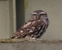 Little-Owl_59965.jpg