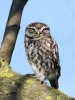 Little-Owl_5D_09445.jpg