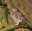 Little-Owl_5D_10170.jpg