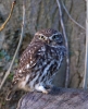 Little-Owl_8082.jpg