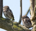 Little-Owls_5D_09533.jpg