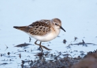 Little-Stint_5D_28785.jpg