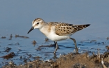 Little-Stint_5D_29229.jpg