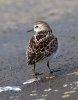 Little-Stint_9750.jpg