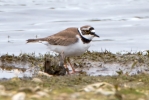 Little-ringed-Plover_30625.jpg