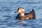 Long-tailed-Duck_5D_34281.jpg