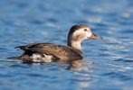 Long-tailed-Duck_5D_34292.jpg