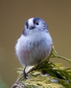 Long-tailed-Tit_10893.jpg