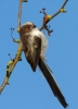 Long-tailed-Tit_48276.jpg