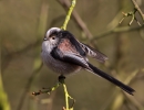 Long-tailed-Tit_5D_01897.jpg