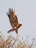 Marsh-Harrier_5477.jpg