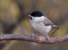 Marsh-Tit_5D_35136.jpg