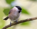 Marsh-Tit_64672.jpg