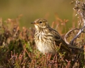 Meadow-Pipit_47403.jpg