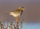 Meadow-Pipit_5D_33497.jpg