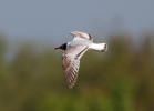 Mediterranean-Gull_38827.jpg