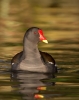 Moorhen_5D_02015.jpg