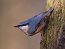 Nuthatch_15791.jpg