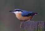 Nuthatch_15820.jpg