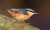 Nuthatch_16804.jpg