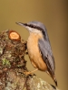 Nuthatch_22876.jpg