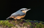 Nuthatch_5D_00650.jpg