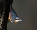 Nuthatch_5D_00702.jpg