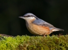 Nuthatch_71020.jpg