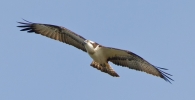 Osprey_27364.jpg