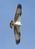 Osprey_27380.jpg