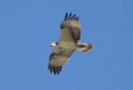 Osprey_27389.jpg