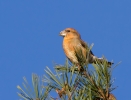 Parrot-Crossbill-86006.jpg