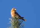 Parrot-Crossbill_5D-36506.jpg